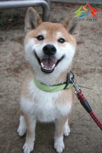 11504236007認養
