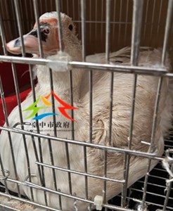 11504308014 鼓勵認養公告