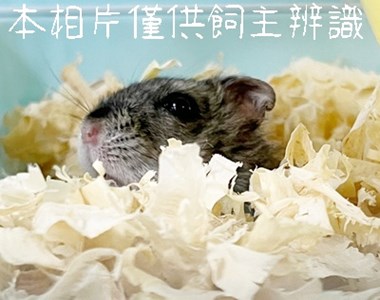 11505058009未_動保案件