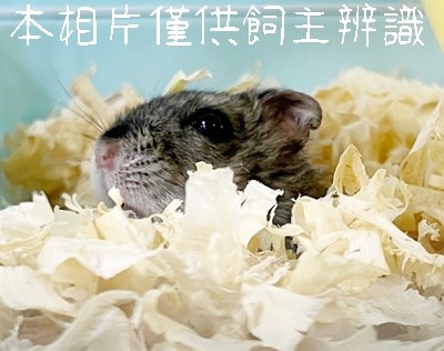 11505058009未_動保案件