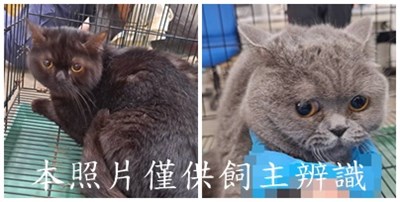 11505116002-3貓