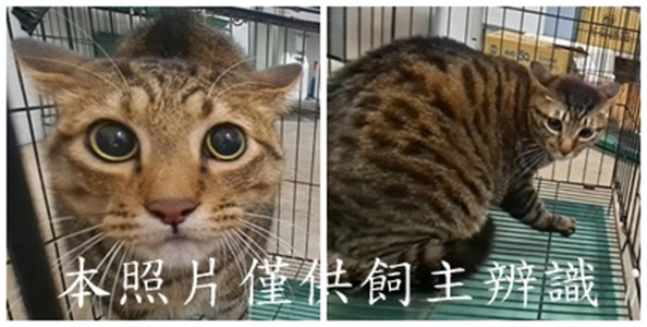 11505116007-8貓