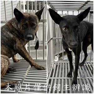 11505126001-2狗