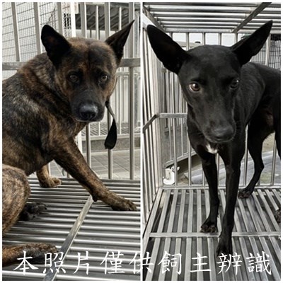 11505126001-2狗