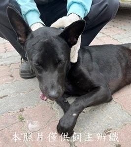 11505210008收E27公犬