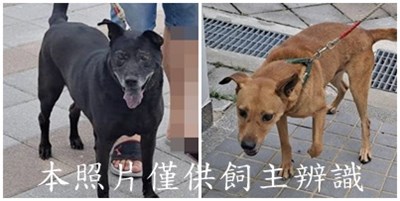 11505216011-12狗