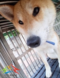 11505050004開A4