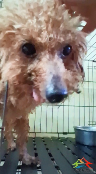 動物編號:11503160003開(1)
