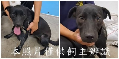 11506116003-4狗