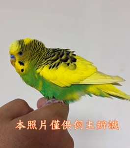 11506168001 收容公告