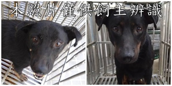 11506236005-6狗