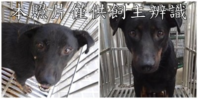 11506236005-6狗
