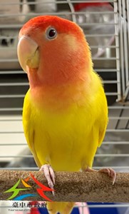 11506158009開放認養