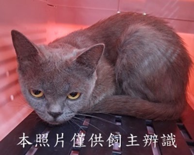 11506240009收代
