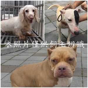 11506296003-5狗
