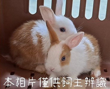 11507038001未_兔5_動保案件