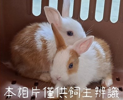 11507038001未_兔5_動保案件