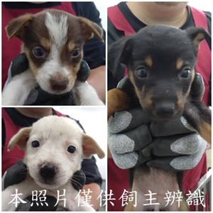 11507066001-3狗