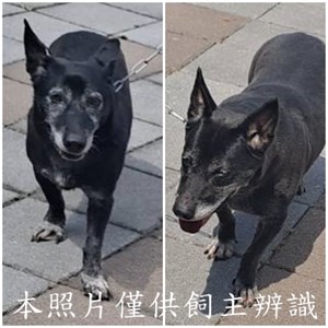 11507076012-13狗