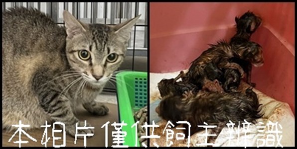 11507116001 8001-4(動保)