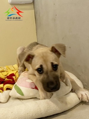 動物編號:11506258020-2