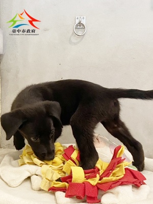動物編號:11506258019-1