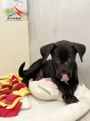 動物編號:11506258017-1