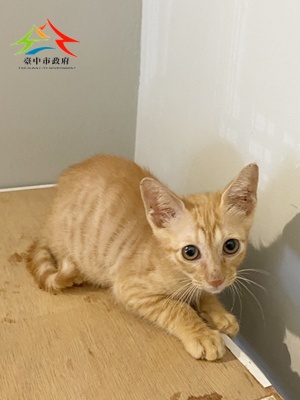 動物編號:11505068002-1