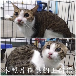 11508016008-9貓