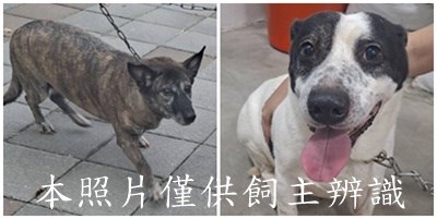 11508066013-14狗
