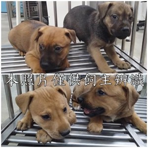 11508136001-4狗