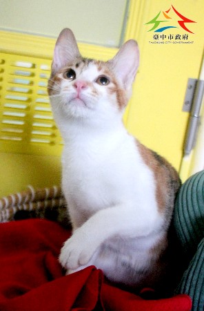 動物編號:11508076003認養
