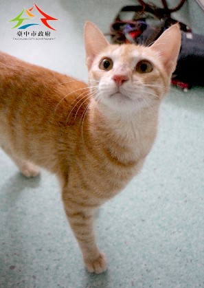 動物編號:11508076004認養-91
