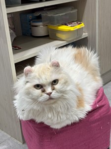 IMG_0047.jpeg