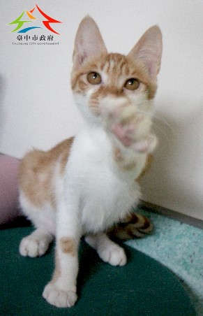 動物編號:11508206011認養