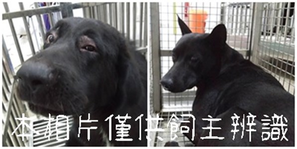 11508246001-2狗