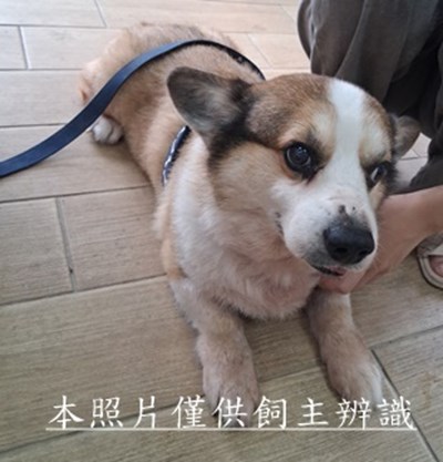 11508250017收-棄