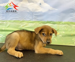 動物編號:11508050015 (2)