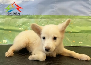 動物編號:11508050016-1
