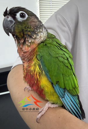 動物編號:11508218010認養公告