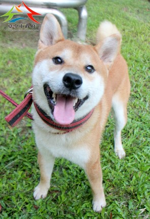 動物編號:11508176001認養-994