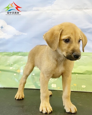 動物編號:11508198014-2