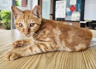 動物編號:11507290030開7 (3)