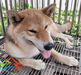 動物編號:11508120005收-F39-4開