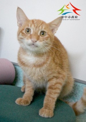 動物編號:11508076006認養-6