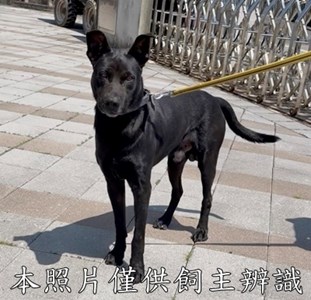 11509106007狗
