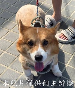 11509106008柯基