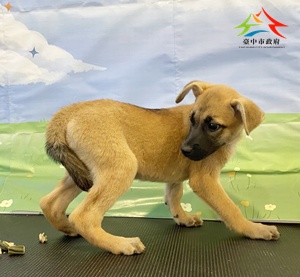 動物編號:11508270019-1