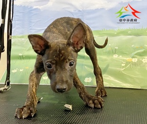 動物編號:11508238017-1