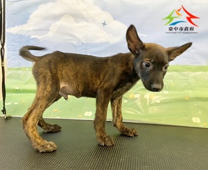 動物編號:11508238018-2
